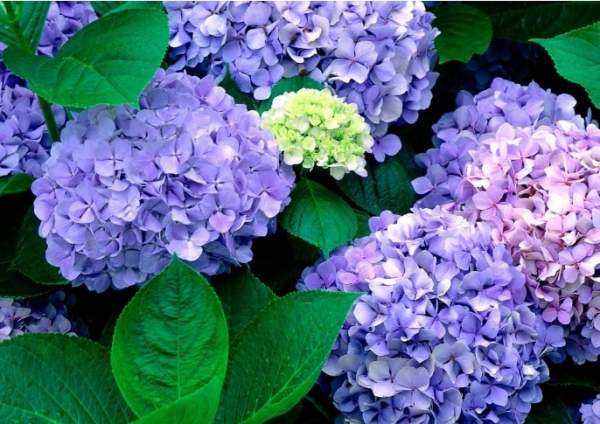 八仙花圖片 八仙花圖片