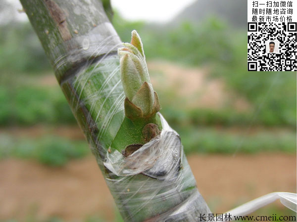 嫁接苗實(shí)生苗 嫁接苗實(shí)生苗