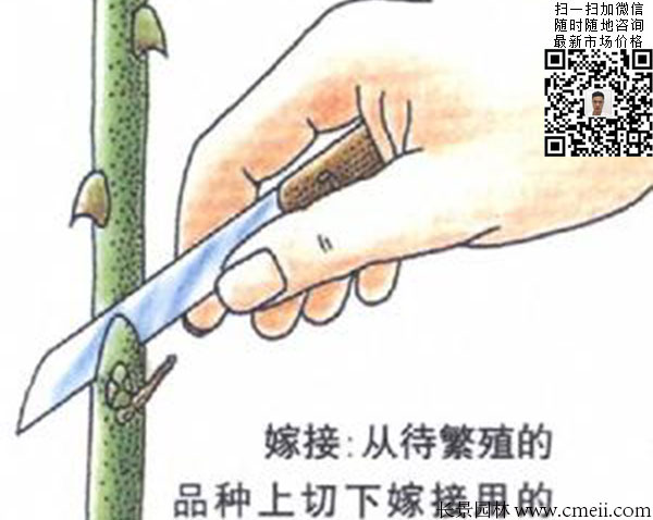 嫁接苗實(shí)生苗 嫁接苗實(shí)生苗