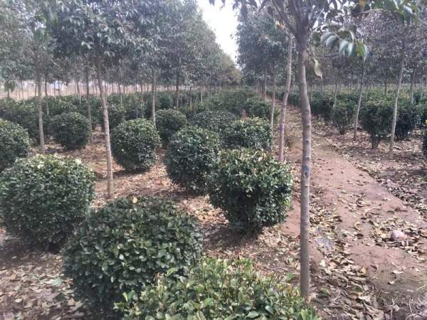 優(yōu)質大葉黃楊球