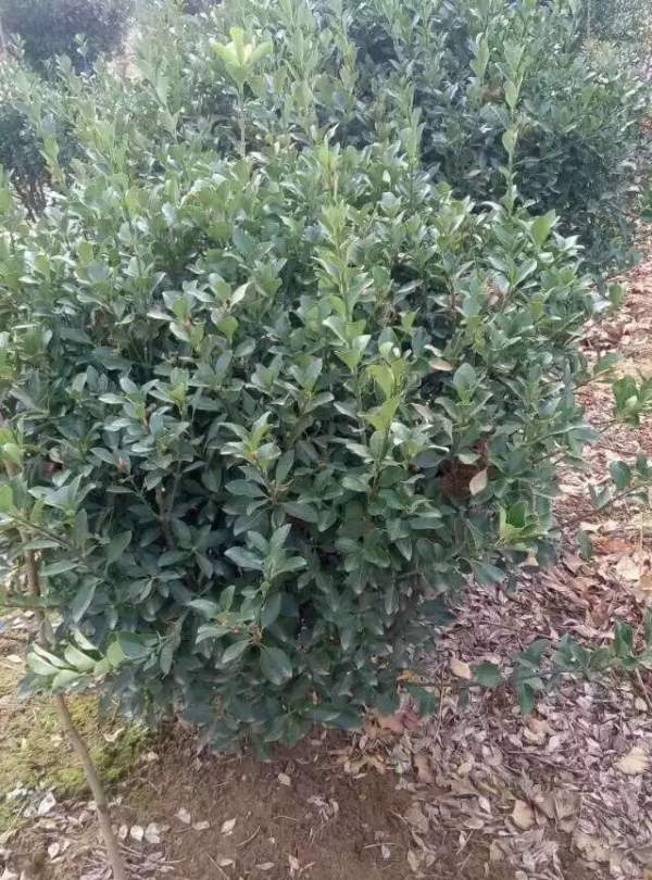 80公分大葉黃楊球價格 80公分大葉黃楊球價格