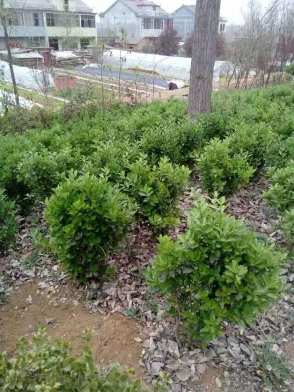 80公分大葉黃楊球價格 80公分大葉黃楊球價格