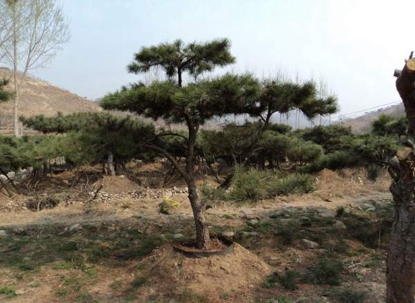 造型黑松樹哪里便宜？哪家的質(zhì)量好？