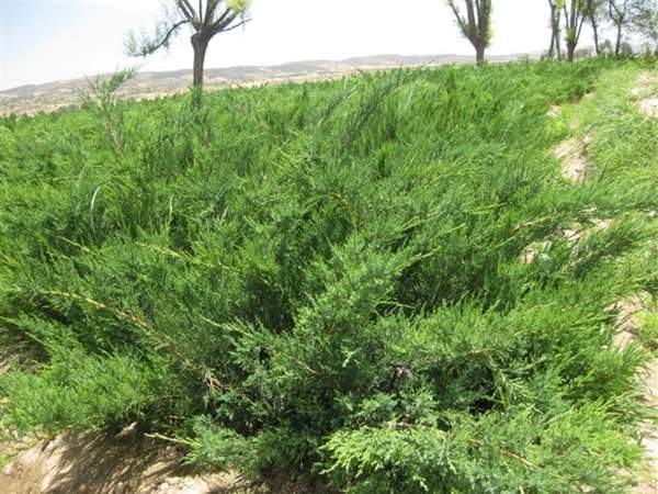 沙地柏和鋪地柏的區(qū)別?