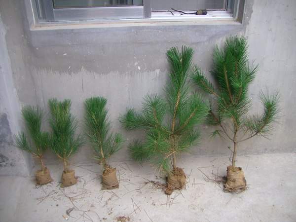 黑松種子什么時候種好，怎么種發(fā)芽率高？