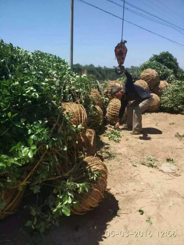 大葉黃楊球 大葉黃楊球