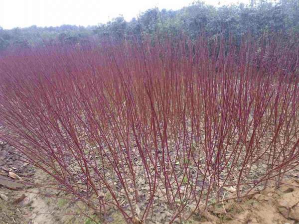 紅瑞木可以用來做綠籬嗎？