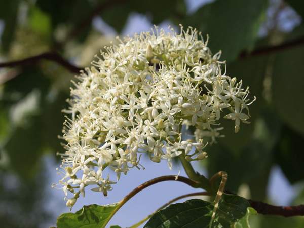 紅瑞木的生長(zhǎng)習(xí)性是什么,適合在什么地方種植