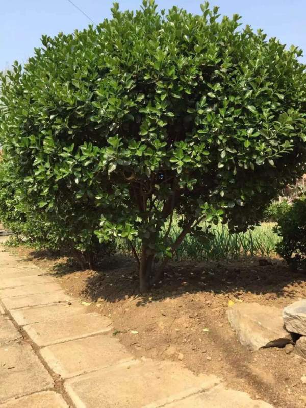 大葉黃楊球 大葉黃楊球