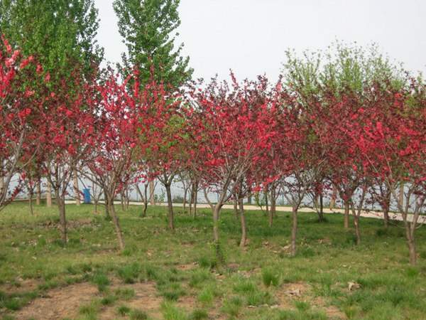 紅葉碧桃是用什么嫁接的？