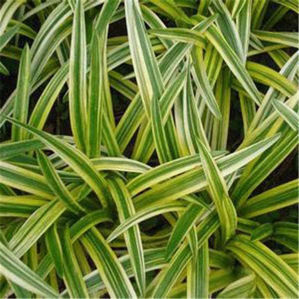 金邊麥冬葉子 金邊麥冬葉子