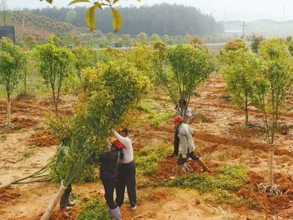 綠化苗木起苗出圃都有哪些注意事項(xiàng)？