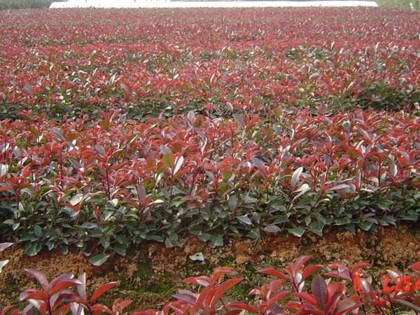 紅葉石楠夏季如何進行扦插育苗 紅葉石楠夏季如何進行扦插育苗