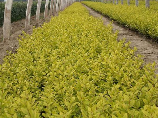 金葉女貞如何進(jìn)行繁殖育苗？