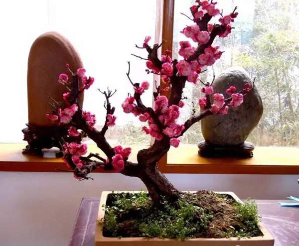 小型的紅梅盆景 小型的紅梅盆景