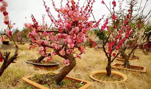 紅梅的盆栽造型 紅梅的盆栽造型