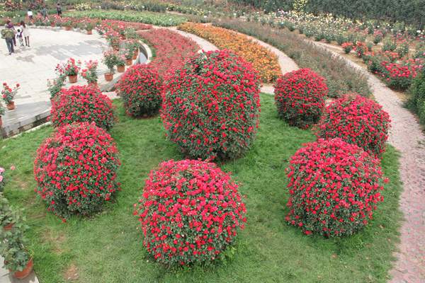 藤本月季 藤本月季