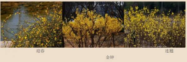 迎春花、金鐘和連翹如何區(qū)分？