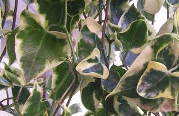 冰紋葉洋常春藤 冰紋葉洋常春藤