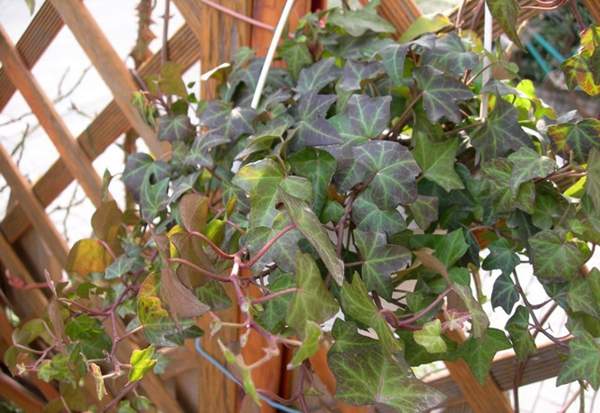 三色洋常春藤 三色洋常春藤