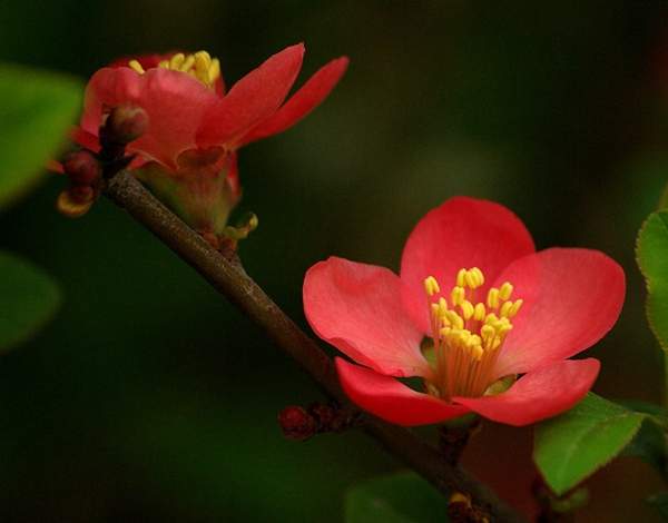 日本貼梗海棠 日本貼梗海棠