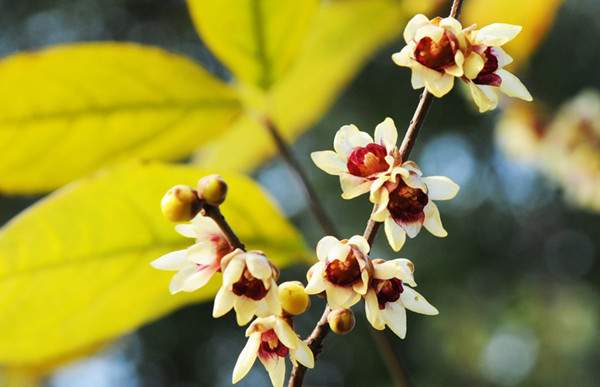 小花臘梅、狗牙梅）