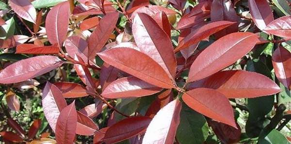 強(qiáng)健 強(qiáng)健