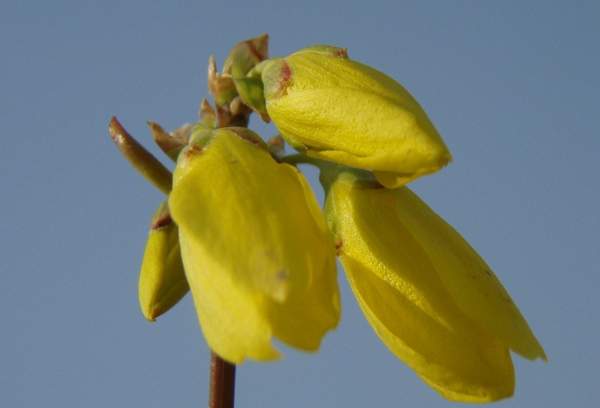 連翹的嫩芽 連翹的嫩芽
