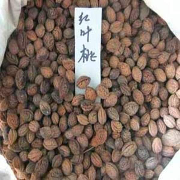 紫葉桃種子--長(zhǎng)景園林 紫葉桃種子--長(zhǎng)景園林