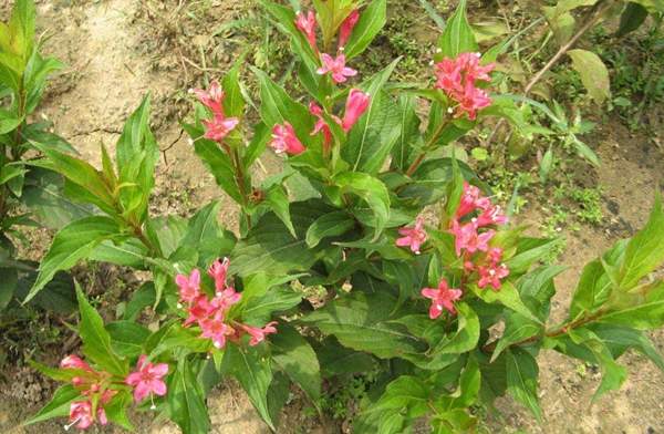 紅王子錦帶苗 紅王子錦帶苗