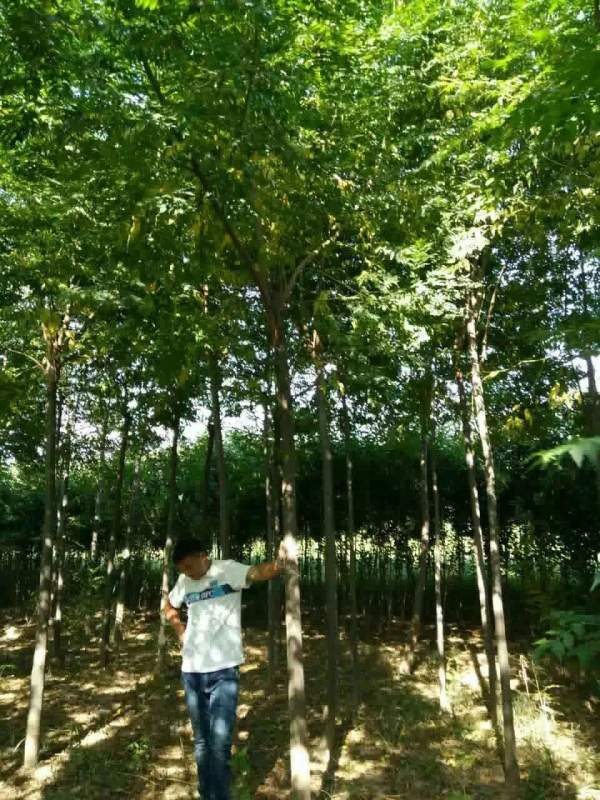 5公分6公分7公分苦楝樹(shù)圖片 5公分6公分7公分苦楝樹(shù)圖片