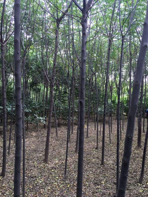 銷(xiāo)售7公分8公分苦楝樹(shù) 銷(xiāo)售7公分8公分苦楝樹(shù)