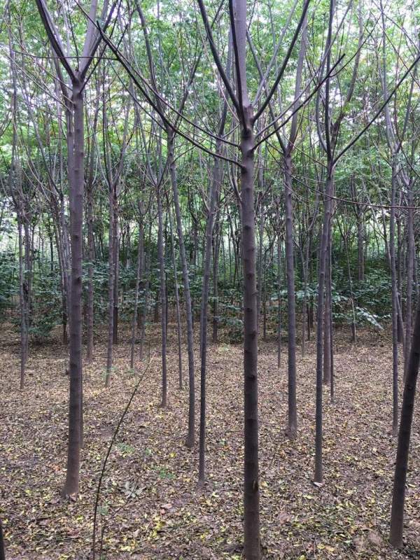 銷(xiāo)售7公分8公分苦楝樹(shù) 銷(xiāo)售7公分8公分苦楝樹(shù)