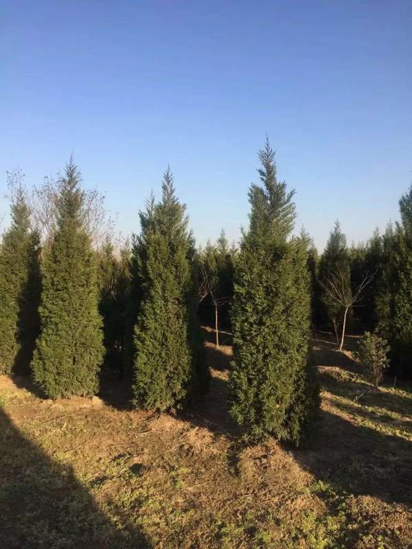 高度2.7米2.8米3米蜀檜價格優(yōu)惠 高度2.7米2.8米3米蜀檜價格優(yōu)惠