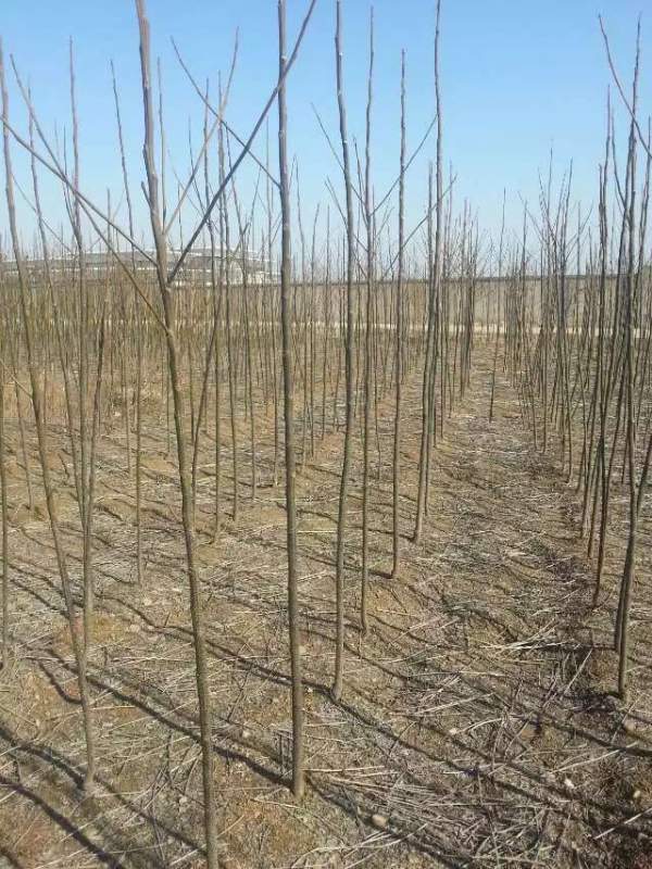 3公分4公分苦楝樹苗 3公分4公分苦楝樹苗