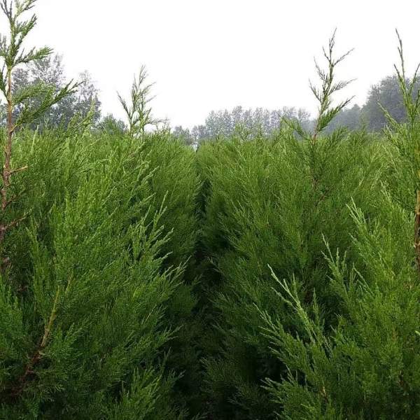 高度1.5米1.6米1.7米蜀檜供應(yīng) 高度1.5米1.6米1.7米蜀檜供應(yīng)