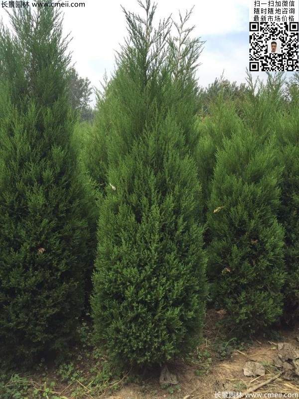 高度2.2米2.5米大蜀檜精品苗冠幅大 高度2.2米2.5米大蜀檜精品苗冠幅大
