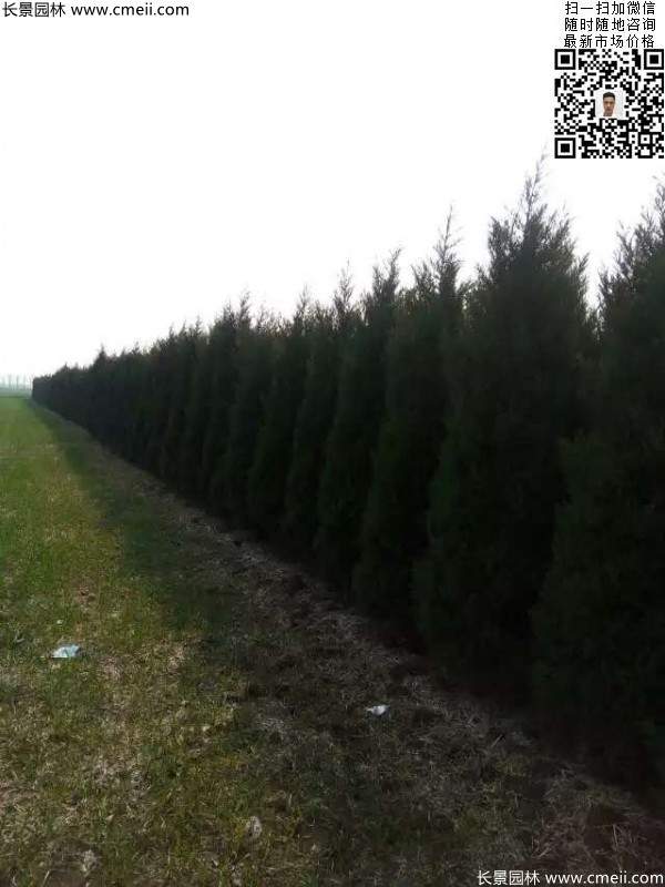 高度3米3.5米大蜀檜挖苗現(xiàn)場大量供應(yīng)中 高度3米3.5米大蜀檜挖苗現(xiàn)場大量供應(yīng)中