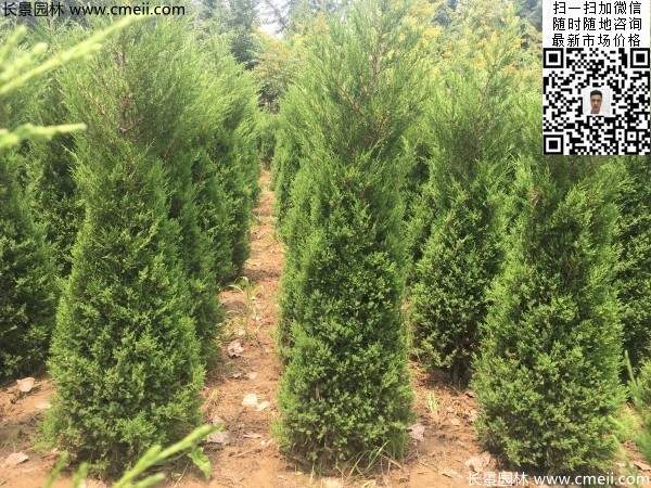 高度1米1.2米蜀檜精品苗優(yōu)惠價格出售 高度1米1.2米蜀檜精品苗優(yōu)惠價格出售