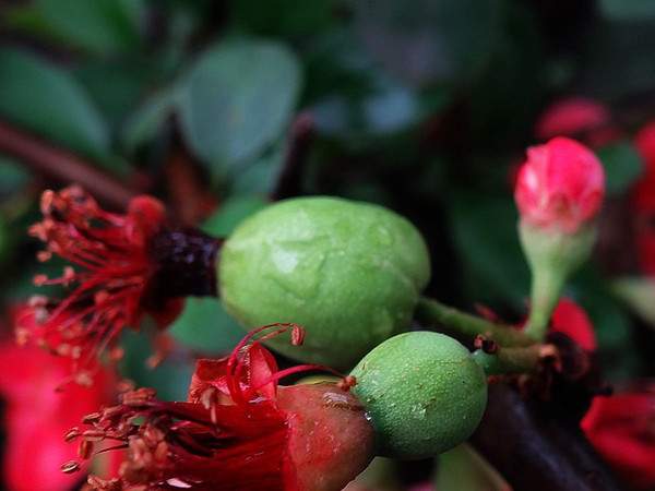 木瓜海棠 木瓜海棠