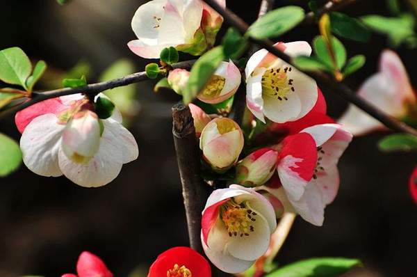 木瓜海棠--長(zhǎng)景園林 木瓜海棠--長(zhǎng)景園林