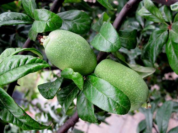 木瓜海棠--長(zhǎng)景園林 木瓜海棠--長(zhǎng)景園林