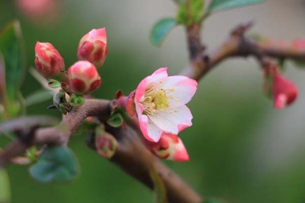 木瓜海棠--長(zhǎng)景園林 木瓜海棠--長(zhǎng)景園林