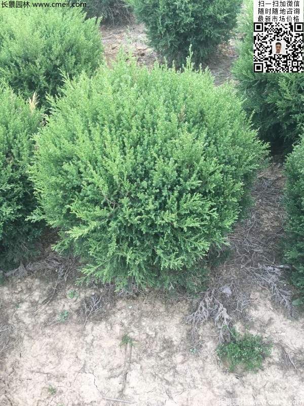 冠幅80公分1米1.2米1.5米塔柏球大量銷售現(xiàn)場圖片 冠幅80公分1米1.2米1.5米塔柏球大量銷售現(xiàn)場圖片