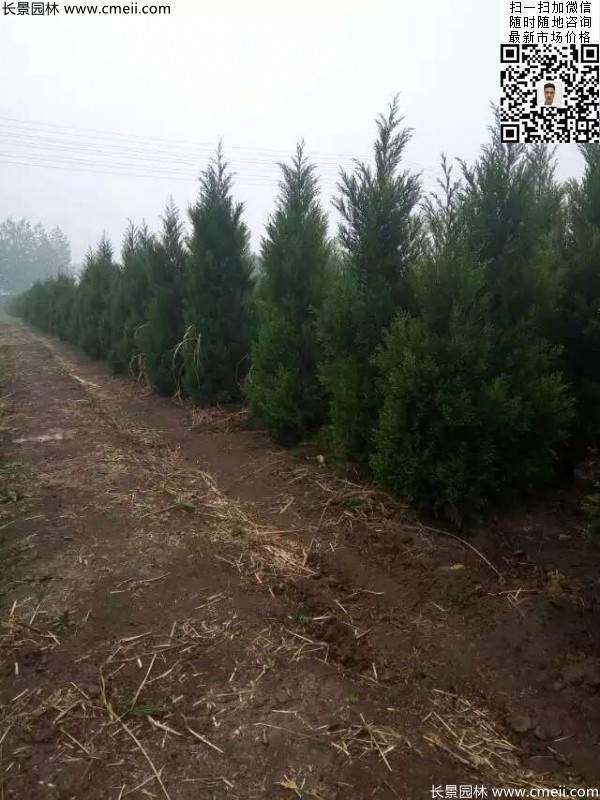 高度2.5米2.8米3米塔柏起苗現(xiàn)場(chǎng)圖片 高度2.5米2.8米3米塔柏起苗現(xiàn)場(chǎng)圖片