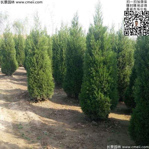 高度2.5米2.8米3米塔柏起苗現(xiàn)場(chǎng)圖片 高度2.5米2.8米3米塔柏起苗現(xiàn)場(chǎng)圖片