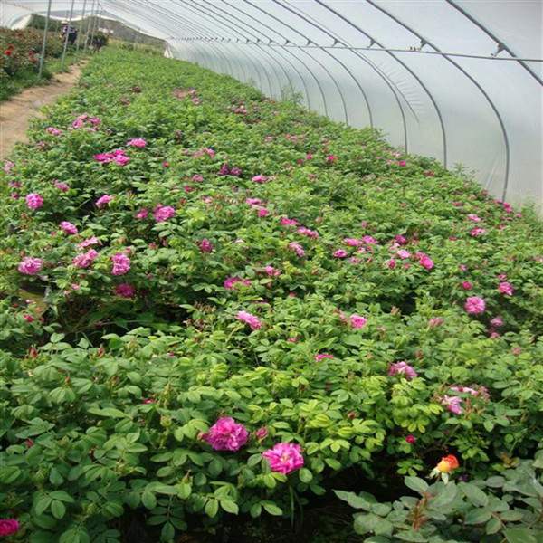 物美價(jià)廉的食用玫瑰在哪買(mǎi)？