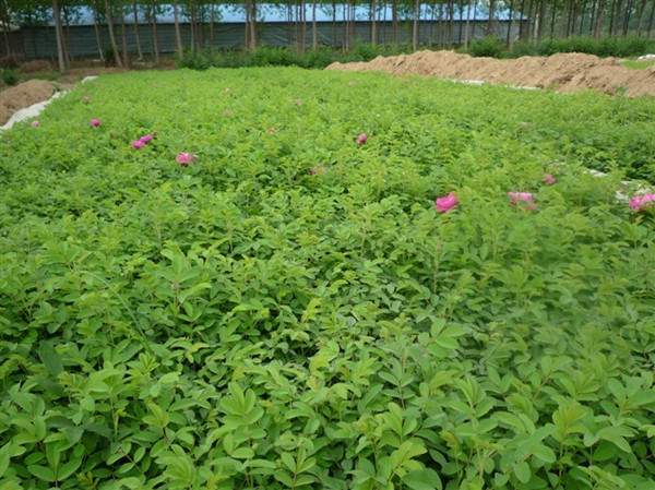 物美價(jià)廉的食用玫瑰在哪買(mǎi)？