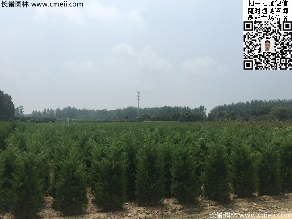 高度2米蜀檜圖片 高度2米蜀檜圖片