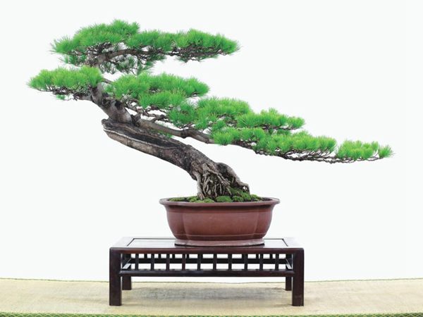 有著百變造型之王的五針?biāo)墒窃鯓訜挸傻?/><br/></div><p><strong>(1)取、審材</strong><br/>我國引種栽培五針?biāo)桑捎诮Y(jié)實少,且多發(fā)育不良,種粒<a href='http://yh-logistics.com.cn/huahaijianshe/138890.html' target='_blank'>發(fā)芽率</a>低,故多采用嫁接法繁殖。<br/>盆栽五針?biāo)?,是制作五針?biāo)膳杈暗闹饕牧?。它的根爪,可否顯露,樁干有無彎度,哪些地方突出好看,都要仔細(xì)審視一番。通過審材,找出好觀賞面。五針?biāo)捎^賞價值高低,在于姿色的奇妙與否。通過審材,進(jìn)行藝術(shù)取舍,決定部分根、枝、干、針葉的去留。<br/><strong>(2)上盆</strong><br/>①選盆:五針?biāo)勺藨B(tài)清秀古雅、翠葉蔥籠,宜用外型古雅,色澤深沉的紫砂陶盆。懸崖式用中深圓形盆或正方盆;斜干式、直干式則用長方形盆或橢圓盆;曲干式用稍深的馬槽盆;合栽式用較淺長方形盆,其大小可視樹形而選定。<br/>②用土:栽植五針?biāo)傻呐柰烈擞觅|(zhì)地疏松、肥沃的微酸性土,按輕壤60%,砂土3o%a與腐殖土to%的比例以及腐熟餅肥1份混合使用,PH值5-6最宜。<br/>③栽植:五針?biāo)缮吓柙灾惨源杭拘氯~吐芽前3月左右最好,也可在秋季新枝成長后8月中旬至9月進(jìn)行。上盆前修剪傷根、爛根,剪短粗根,在剪口上涂蠟,以防松脂外流。栽時盆土要稍干,盆底墊一層碎瓦片及粗砂之類,以利排水透氣。<br/>④造型與布局:五針?biāo)芍l自然形成層片,層次分明,線條清晰;生長緩慢,枝干上無不定芽萌發(fā),因此不耐修剪。粗枝不易屈曲,蟠扎造型必須從幼齡樹開始,五針?biāo)稍煨蛻?yīng)以吊扎為主,結(jié)合修剪,作為基本方法。<br/>制作五針?biāo)膳杈?,和其它?盆栽五針?biāo)?,是制作五針?biāo)膳杈暗闹饕牧稀K母?,可否顯露,樁干有無彎度,哪些地方突出好看,都要仔細(xì)審視一番。通過審材,找出好觀賞面。五針?biāo)捎^賞價值高低,在于姿色的奇妙與否。通過審材,進(jìn)行藝術(shù)取舍,決定部分根、枝、干、針葉的去留。<br/><br/><strong>制作五針?biāo)膳杈埃推渌杈耙粯?,要注重盆面的布局,要講究自然,給人以舒適的美感。</strong><br/>盆面布局,應(yīng)有疏有密,或“疏能走馬”,或“密不通風(fēng)”。要突出主體,在一盆中,合栽幾株五針?biāo)?,要突出主體,其余則為烘托與陪襯。<br/>盆面布局,要講究層次,這在盆中表現(xiàn)為粗細(xì)、大小的對比。細(xì)到一枝一根上下功夫,使之形象生動,景中有景。樹樁的枝干、針片,各占盆面多少位置,樹、石、亭、橋、屋宇、人物小品等配件的大小,要精心安排,恰到好處,突出盆景主題??傊浞诌\(yùn)用藝術(shù)造型和造景手法以提高盆景的整體藝術(shù)美。<br/><br/></p><div align=